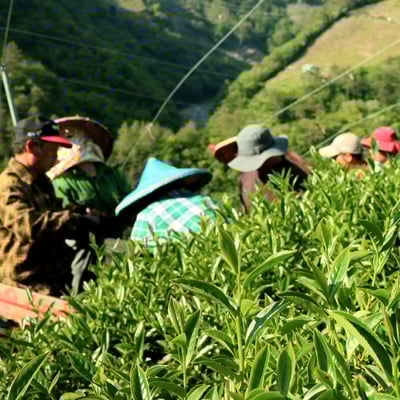 梨山雙峰｜鳶峰+慈峰（各半斤）3