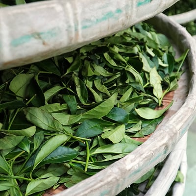 鹿谷不知春｜一斤、三斤6