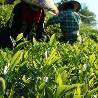 梨山雙峰｜鳶峰+慈峰（各半斤）2