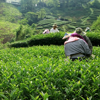 鹿谷不知春｜一斤、三斤5