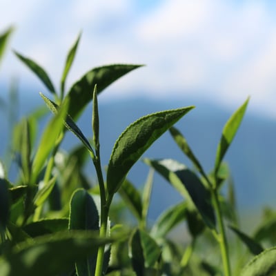 梨山雙峰｜鳶峰+慈峰（各半斤）5