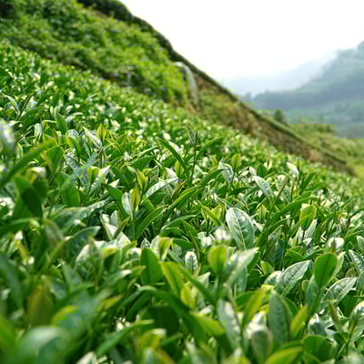 梨山穀雨茶 (半、二斤)10