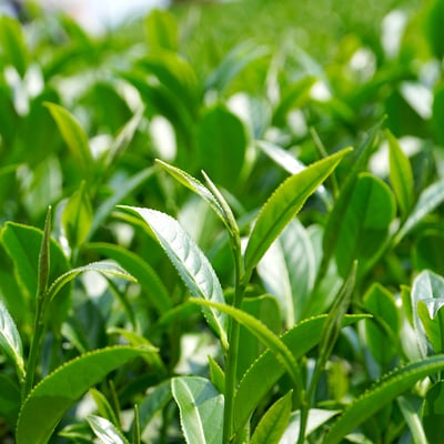 梨山穀雨茶 (半、二斤)9