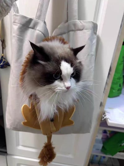 露頭手提透氣小型寵物獅子帆布外出包3