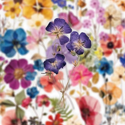 ins風小清新花卉 PET貼紙100入乾花素材貼紙4