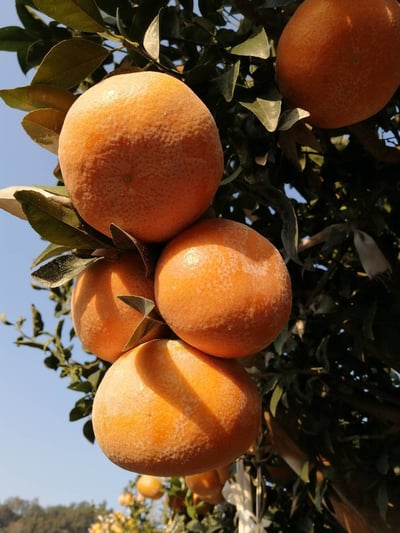 【大吉大利】苗栗卓蘭 特優級5台斤茂谷柑 2/2發貨4