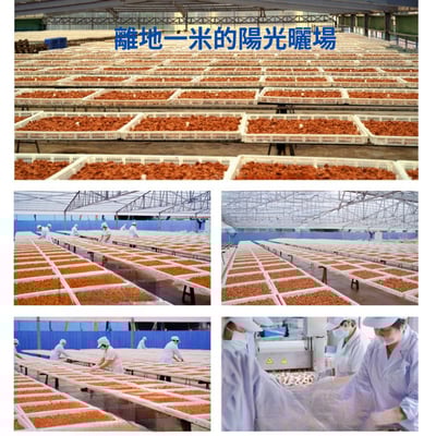 【太愛買嚴選】獨立包裝梅有蕃茄 500g  限量發行4