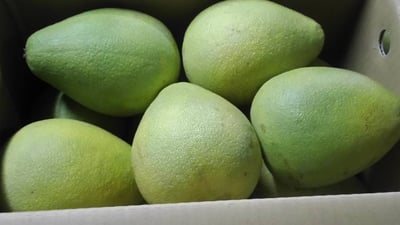 麻豆產銷班認證 在地老欉文旦 柚子 民國59年栽種（預購）2