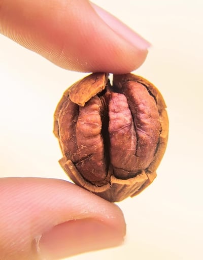 【太愛買嚴選】超大粒 野生山核桃仁 小核桃仁2