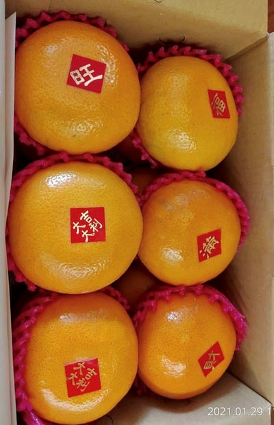 【大吉大利】苗栗卓蘭 特優級5台斤茂谷柑 2/2發貨1