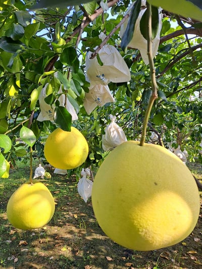 台南麻豆產銷認證 老欉大白柚  一箱兩粒 6斤裝1