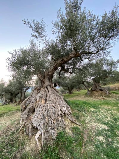 Gioia Del Sole 義大利頂級冷壓初榨橄欖油4