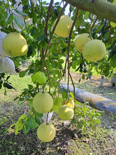 台南麻豆產銷認證 老欉大白柚  一箱兩粒 6斤裝3