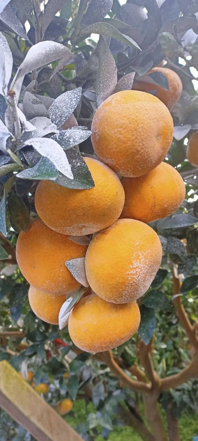 【大吉大利】苗栗卓蘭 特優級5台斤茂谷柑 2/2發貨2