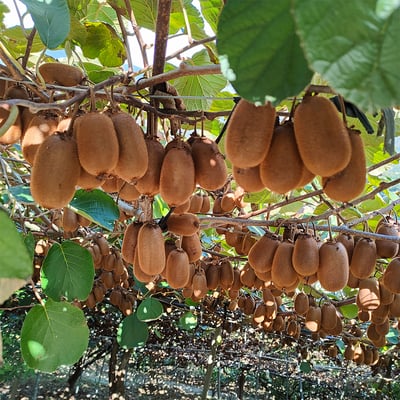 台灣高山綠色奇異果｜酸甜清爽・營養豐富・冷藏配送3