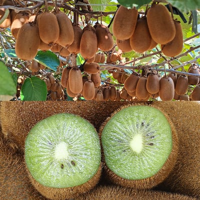 台灣高山綠色奇異果｜酸甜清爽・營養豐富・冷藏配送4