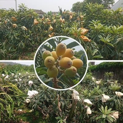 太麻里枇杷｜日照充足・細嫩清甜・常溫配送3