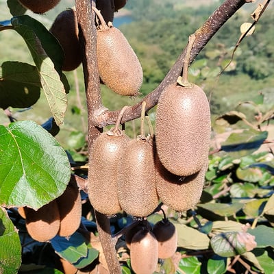 台灣高山綠色奇異果｜酸甜清爽・營養豐富・冷藏配送1
