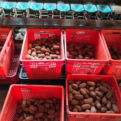 台灣高山綠色奇異果｜酸甜清爽・營養豐富・冷藏配送8