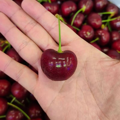 美國華盛頓西北櫻桃8.5R｜脆甜多汁・產季空運・冷藏配送9