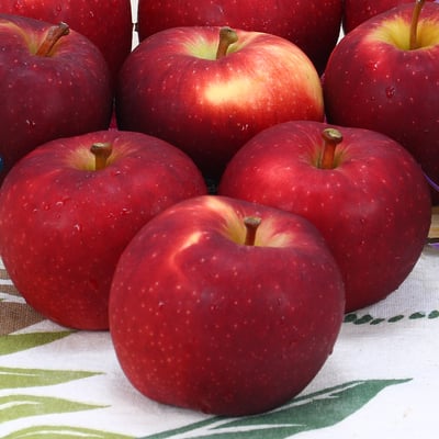 紐西蘭 Dazzle 閃耀蘋果-PG級(炫光蘋果)｜脆甜多汁・冷藏配送7