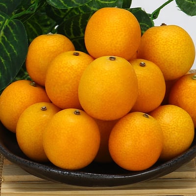 日本金桔｜皮香多汁・甜味溫和・冷藏配送(松柏嶺產區)2