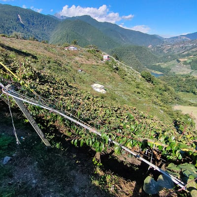 台灣高山綠色奇異果｜酸甜清爽・營養豐富・冷藏配送9