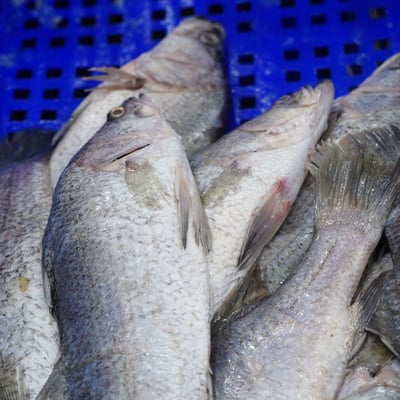 ~子甄彣璟~金目鱸魚 滿1500元 免運 帶皮鱸魚片 100-400g 去刺 鱸魚片 鱸魚 清肉 鱸魚排 高蛋白 脂肪低4