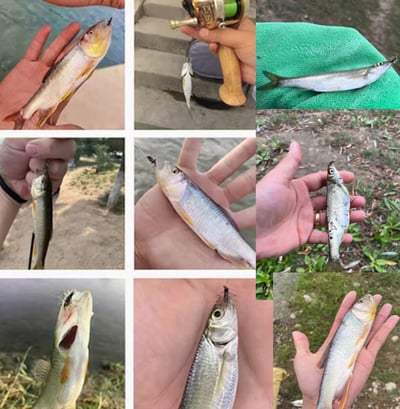 ~子甄彣璟~格裡菲斯 昆蟲 仿真餌 一盒5只卡裝飛蠅鉤 飛釣 擬餌 仿生餌 飛蠅鉤 仿生 飛蠅 蒼蠅 路亞假餌 毛鉤 路亞餌10