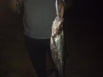 ~子甄彣璟~春節特價中-18cm/26g路亞米諾 魚餌 米諾路亞餌 仿生餌 假魚 海釣 釣魚 假餌 硬餌 擬餌2