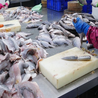 ~子甄彣璟~金目鱸魚 滿1500元 免運 帶皮鱸魚片 100-400g 去刺 鱸魚片 鱸魚 清肉 鱸魚排 高蛋白 脂肪低5