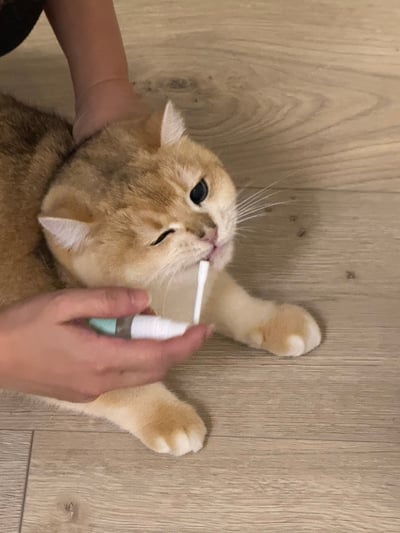 材料包成品說明-(用噴的口香糖)天然口腔除臭晶露30ml2