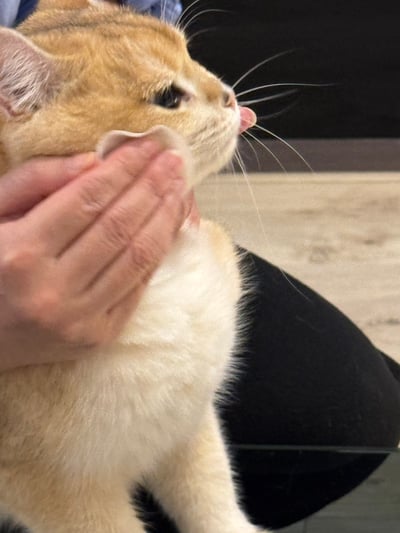 材料包成品說明-(眼周精華水)天然潔眼修護純露60ml2