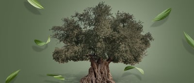 金瓶百年老欉特級初榨橄欖油 （2025新鮮貨到）5