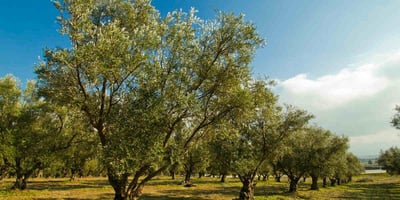 350年老欉 千年原生種特級初榨橄欖油(2025新貨）3