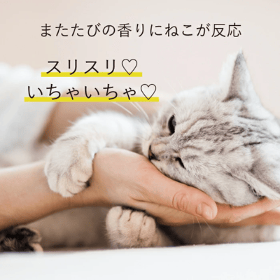 【貓奴必備！貓薄荷親密護手霜】4