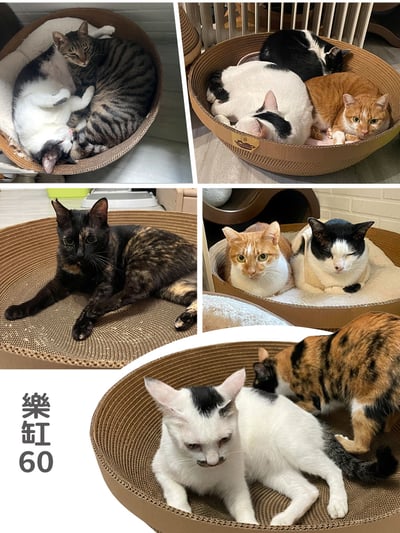 【蕉來媽】 樂缸60號 添加纈草粉3