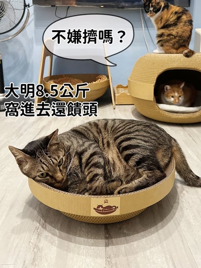 【蕉來媽】 不搖盆 添加纈草粉6