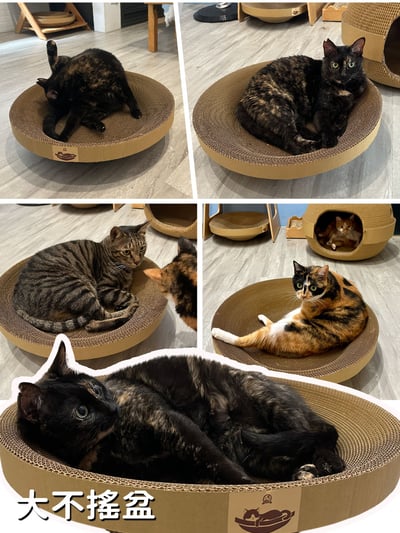 【蕉來媽】 大不搖盆 添加纈草粉6