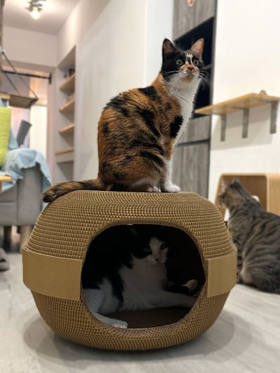 【蕉來媽】特大歡樂屋 添加纈草粉4