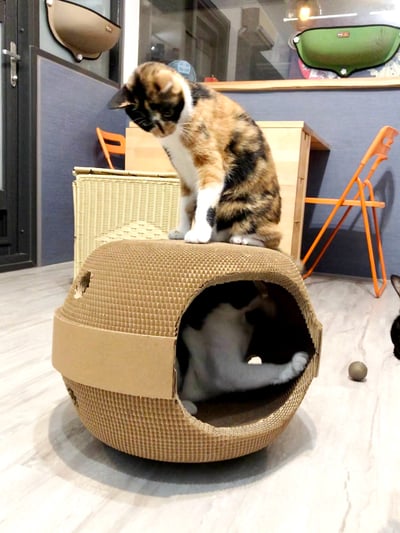 【蕉來媽】歡樂屋 添加纈草粉5