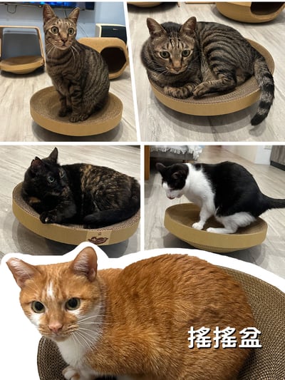 【蕉來媽】 搖搖盆 添加纈草粉6