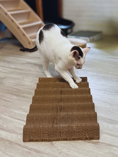 【蕉來媽】波浪抓板3