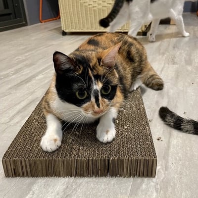 【蕉來媽】平抓板 （原名大抓板）4