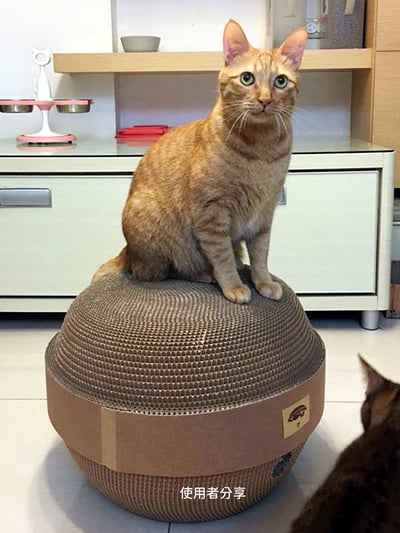 【蕉來媽】金丸甕 添加纈草粉6