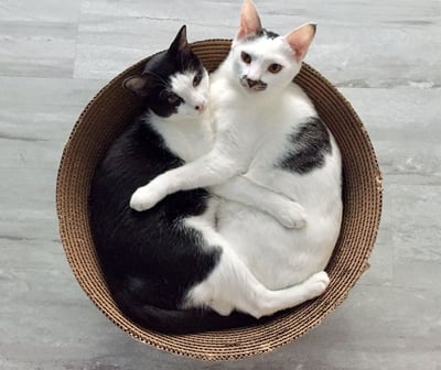 【蕉來媽】 樂缸45號 添加纈草粉8