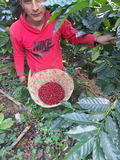 《特色風味咖啡系列： 墨西哥 Chiapas 恰帕斯州 Finca Guadalupe Zaju 瓜達盧佩･扎朱莊園 徳式管理 草莓日曬特色批次—萄莓果凍》5