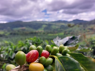 巨型特色咖啡系列｜尼加拉瓜 Jinotega 希諾特佳 El Renacer 雷納瑟莊園 馬拉卡杜拉/巨型品種 精緻水洗 大象跳舞2