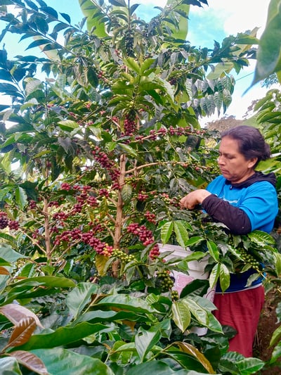 《自然無毒咖啡系列： 秘魯 卡哈馬卡產區 巴羅･尼可洛小鎮 聯合農場 自然農法水洗咖啡 夜百合特色批次》3