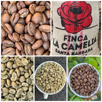 《新春報喜咖啡系列：哥倫比亞 Antioquia 安提奧基亞省 Finca Camelia 山茶花莊園 筒倉遮陰乾燥☀ 水洗特色微批次》2
